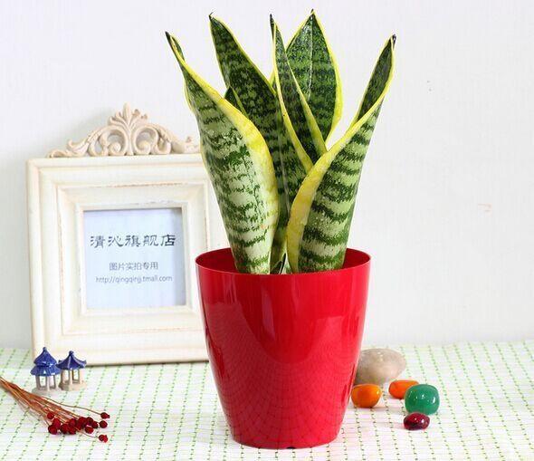 虎皮兰萎蔫没精,从这“4点”养护方法下手,直挺挺的往上蹿个