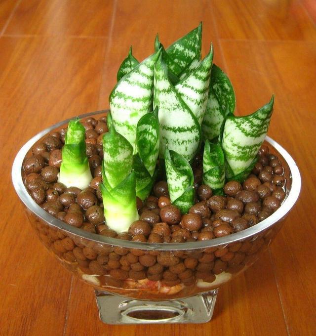 虎皮兰萎蔫没精,从这“4点”养护方法下手,直挺挺的往上蹿个