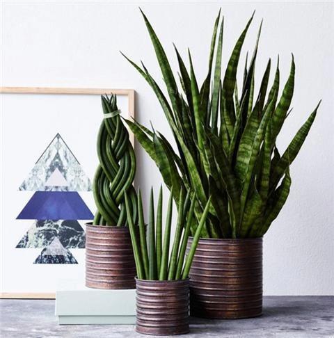 虎皮兰萎蔫没精,从这“4点”养护方法下手,直挺挺的往上蹿个