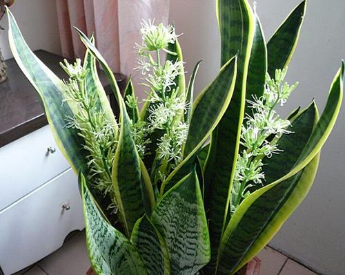 虎皮兰萎蔫没精,从这“4点”养护方法下手,直挺挺的往上蹿个