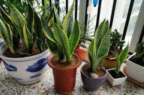 虎皮兰萎蔫没精,从这“4点”养护方法下手,直挺挺的往上蹿个