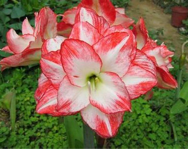 这花远看似君子兰,开花更大花期长,现在养护正是时候