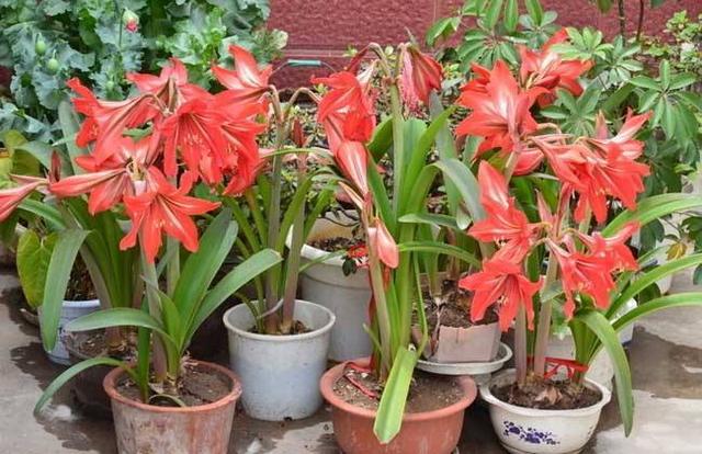 这花远看似君子兰,开花更大花期长,现在养护正是时候