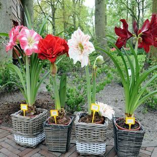 这花远看似君子兰,开花更大花期长,现在养护正是时候