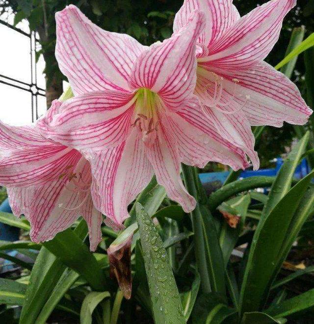 这花远看似君子兰,开花更大花期长,现在养护正是时候