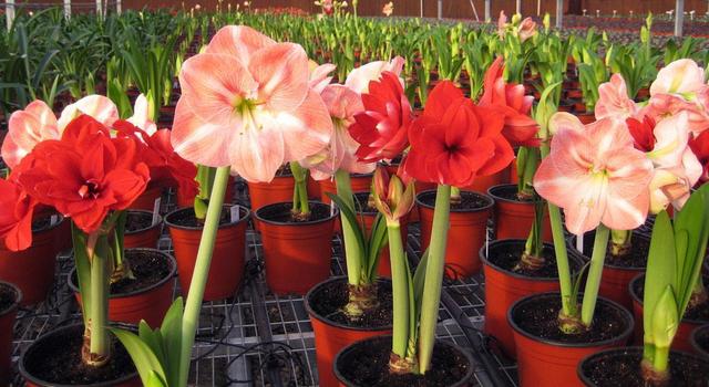 这花远看似君子兰,开花更大花期长,现在养护正是时候