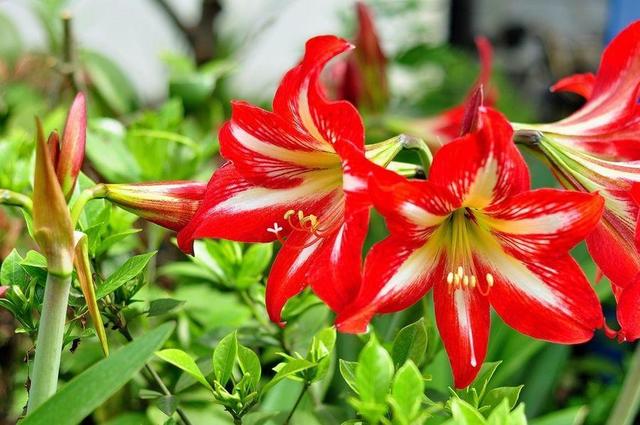 这花远看似君子兰,开花更大花期长,现在养护正是时候