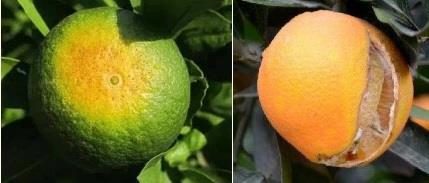 引起来年收成下降的因素:土壤没养护,果树不生长,根系不生根。