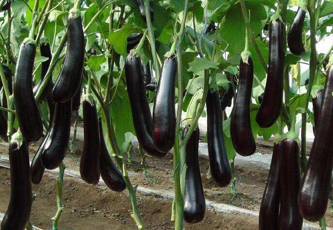 引起来年收成下降的因素:土壤没养护,果树不生长,根系不生根。