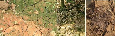 摘果后,如何进行土壤养护?促进根系生长恢复树势?