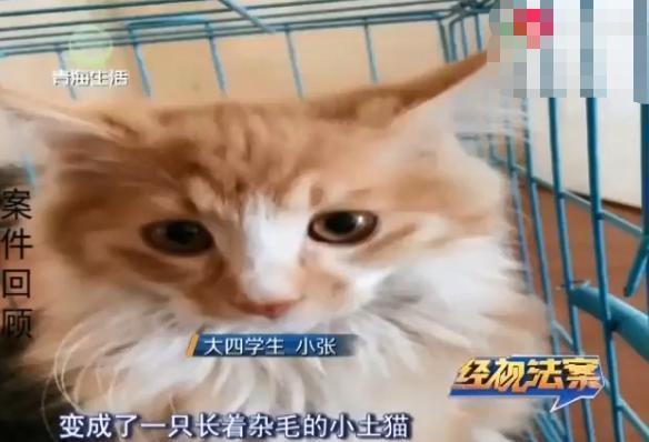 女大学生网购宠物，没想到却掉入陷阱，卖家：把猫换了还想讹钱？