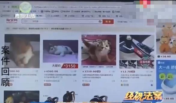 女大学生网购宠物，没想到却掉入陷阱，卖家：把猫换了还想讹钱？