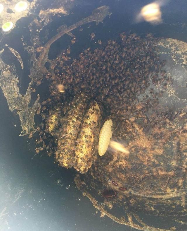 怎么样诱蜜蜂的成功率高