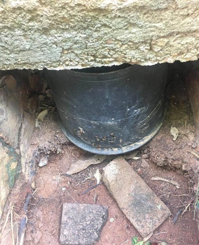 怎么样诱蜜蜂的成功率高