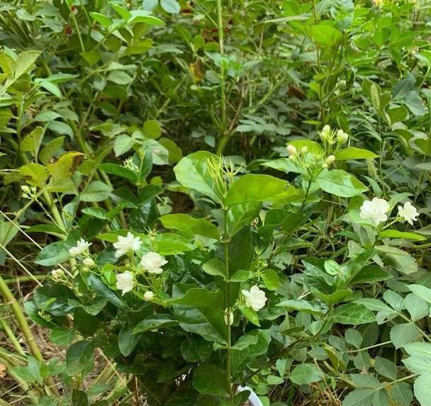 茉莉养护秘籍，不开花黄叶子，来点“发酵果汁”，叶子油绿花满盆