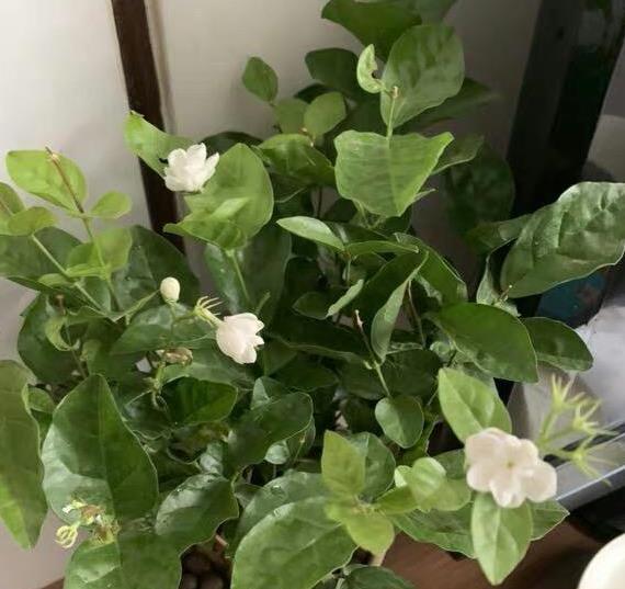 茉莉养护秘籍，不开花黄叶子，来点“发酵果汁”，叶子油绿花满盆