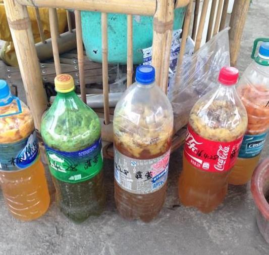 茉莉养护秘籍，不开花黄叶子，来点“发酵果汁”，叶子油绿花满盆