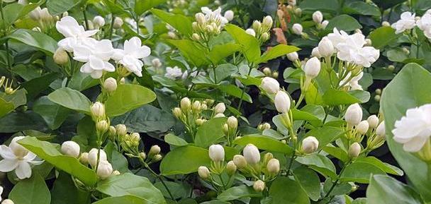 茉莉养护秘籍，不开花黄叶子，来点“发酵果汁”，叶子油绿花满盆