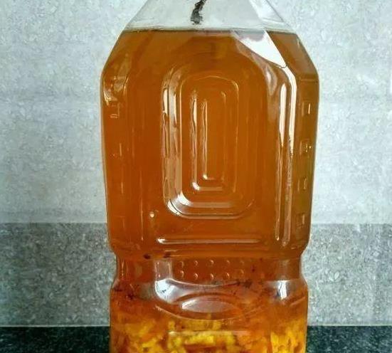 茉莉养护秘籍，不开花黄叶子，来点“发酵果汁”，叶子油绿花满盆