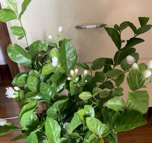 茉莉养护秘籍，不开花黄叶子，来点“发酵果汁”，叶子油绿花满盆