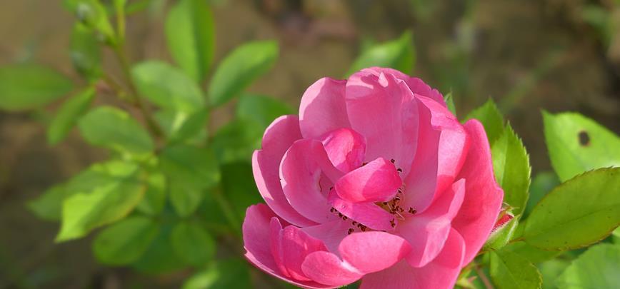 家里养花如今都流行这”3“种,养护简单、开花旺,养花人都喜欢