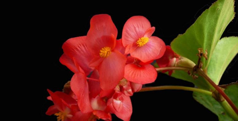 家里养花如今都流行这”3“种,养护简单、开花旺,养花人都喜欢