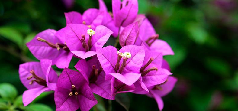 家里养花如今都流行这”3“种,养护简单、开花旺,养花人都喜欢