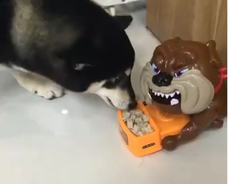 主人为帮助柴犬减肥，用恶搞餐具控制食量，柴犬开始怀疑狗生