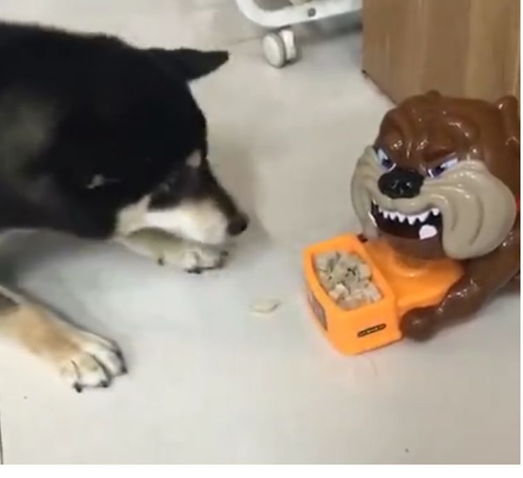 主人为帮助柴犬减肥，用恶搞餐具控制食量，柴犬开始怀疑狗生