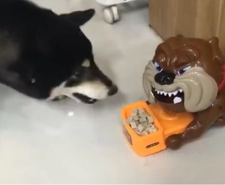 主人为帮助柴犬减肥，用恶搞餐具控制食量，柴犬开始怀疑狗生
