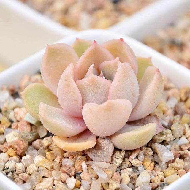 外形多样养护简单,多肉盆景怎么养出层次感?这些技巧你知道吗?