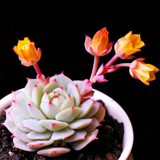 外形多样养护简单,多肉盆景怎么养出层次感?这些技巧你知道吗?