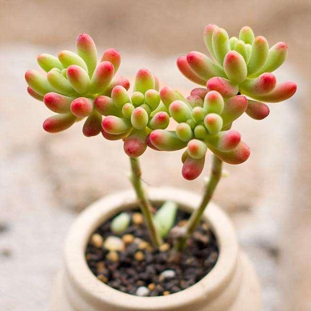 外形多样养护简单,多肉盆景怎么养出层次感?这些技巧你知道吗?