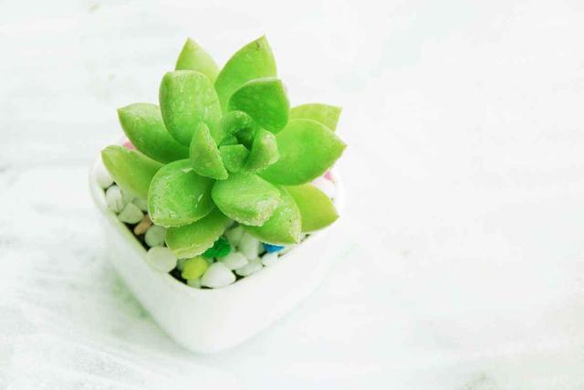 外形多样养护简单,多肉盆景怎么养出层次感?这些技巧你知道吗?