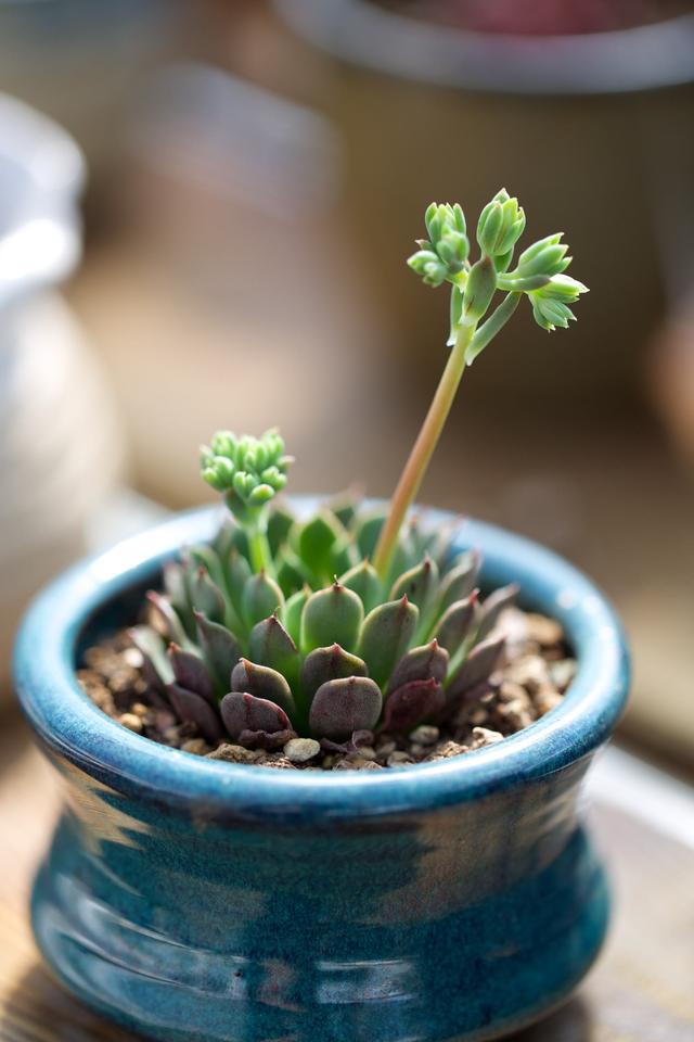 外形多样养护简单,多肉盆景怎么养出层次感?这些技巧你知道吗?