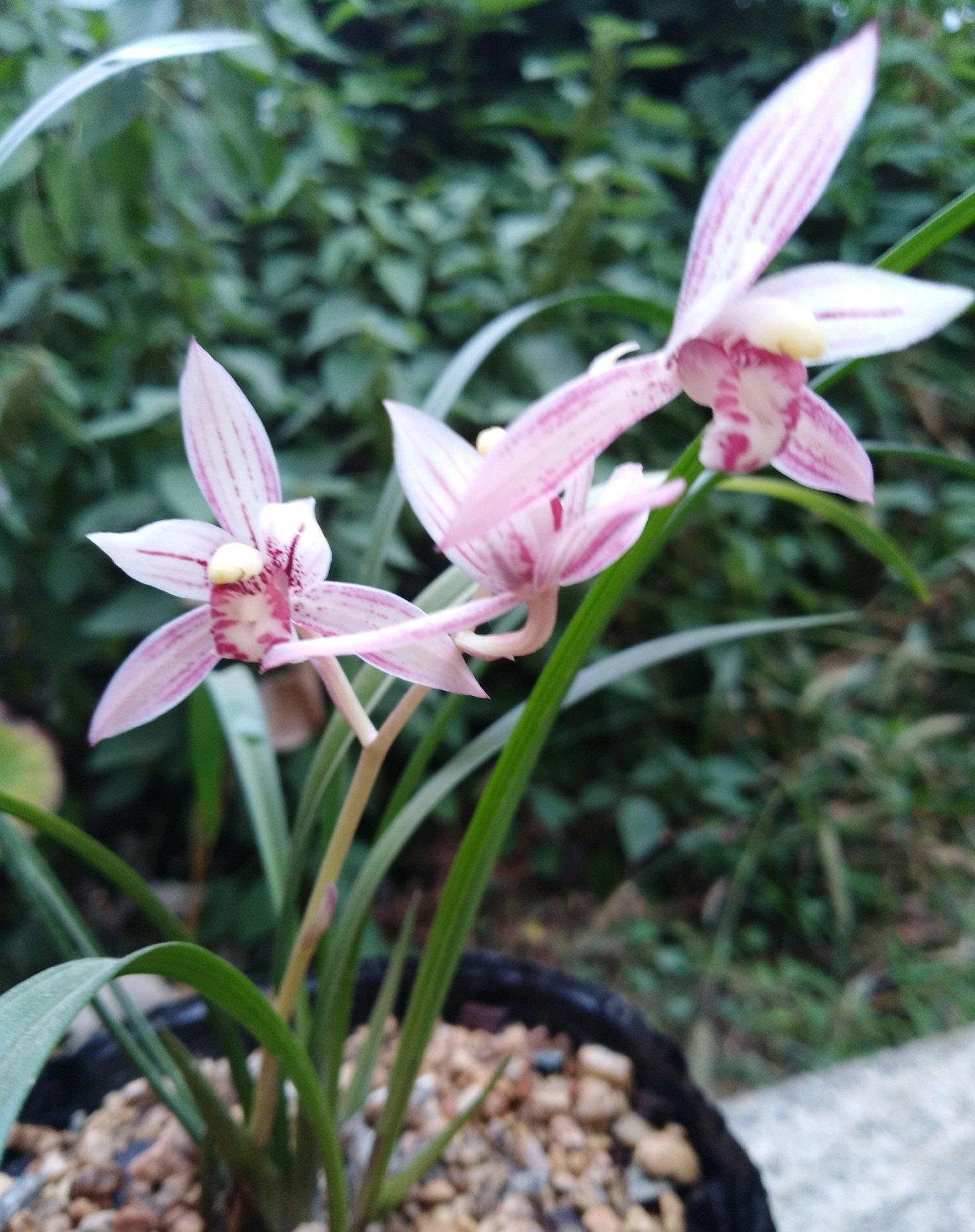 中国名品兰花,养护简单,一年多次开花,香气飘满屋,适合新手养