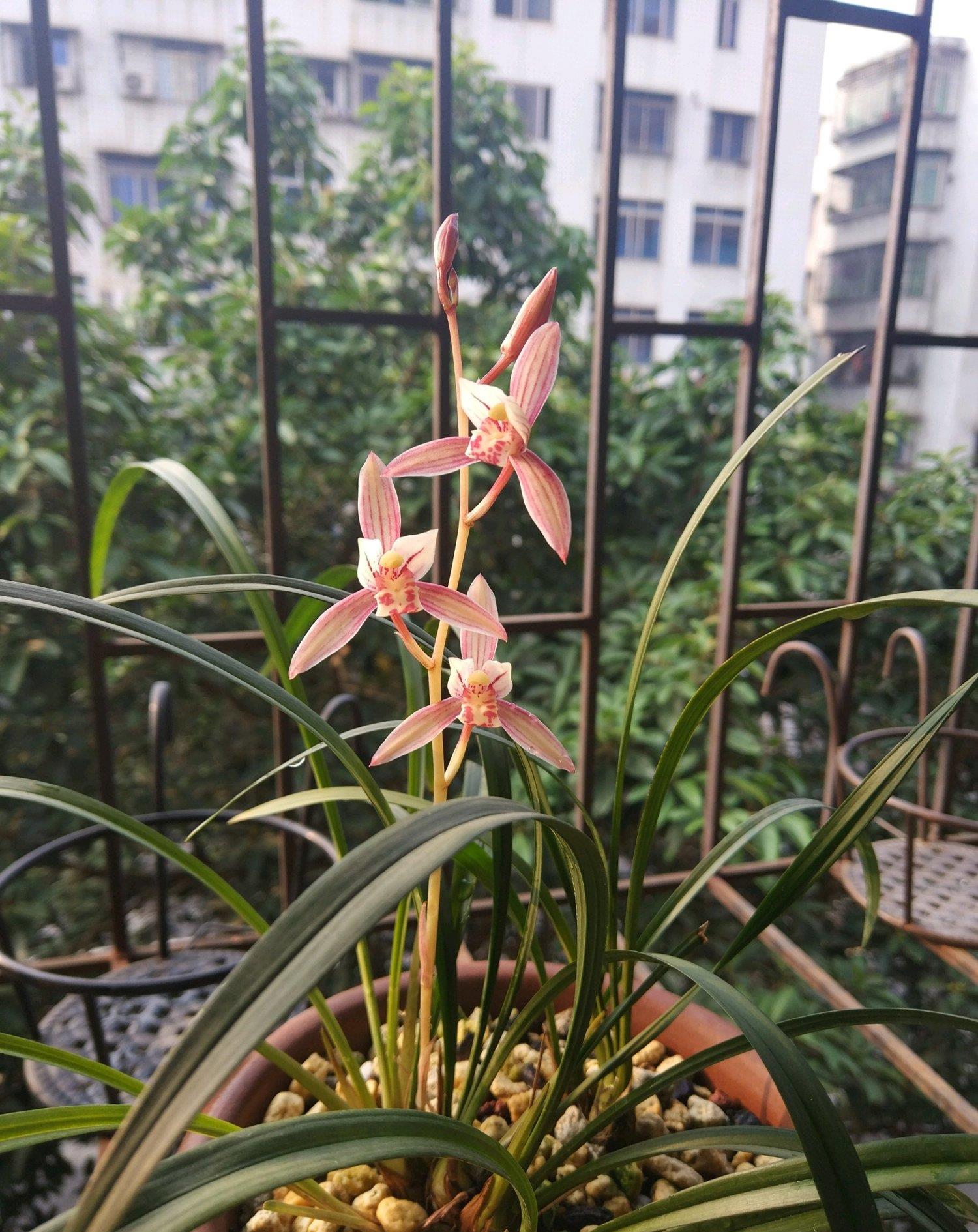 中国名品兰花,养护简单,一年多次开花,香气飘满屋,适合新手养