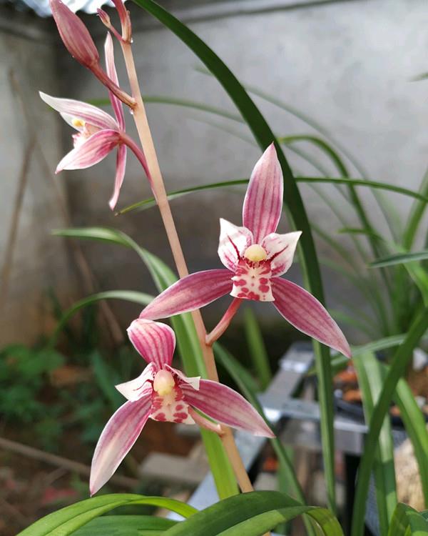 中国名品兰花,养护简单,一年多次开花,香气飘满屋,适合新手养