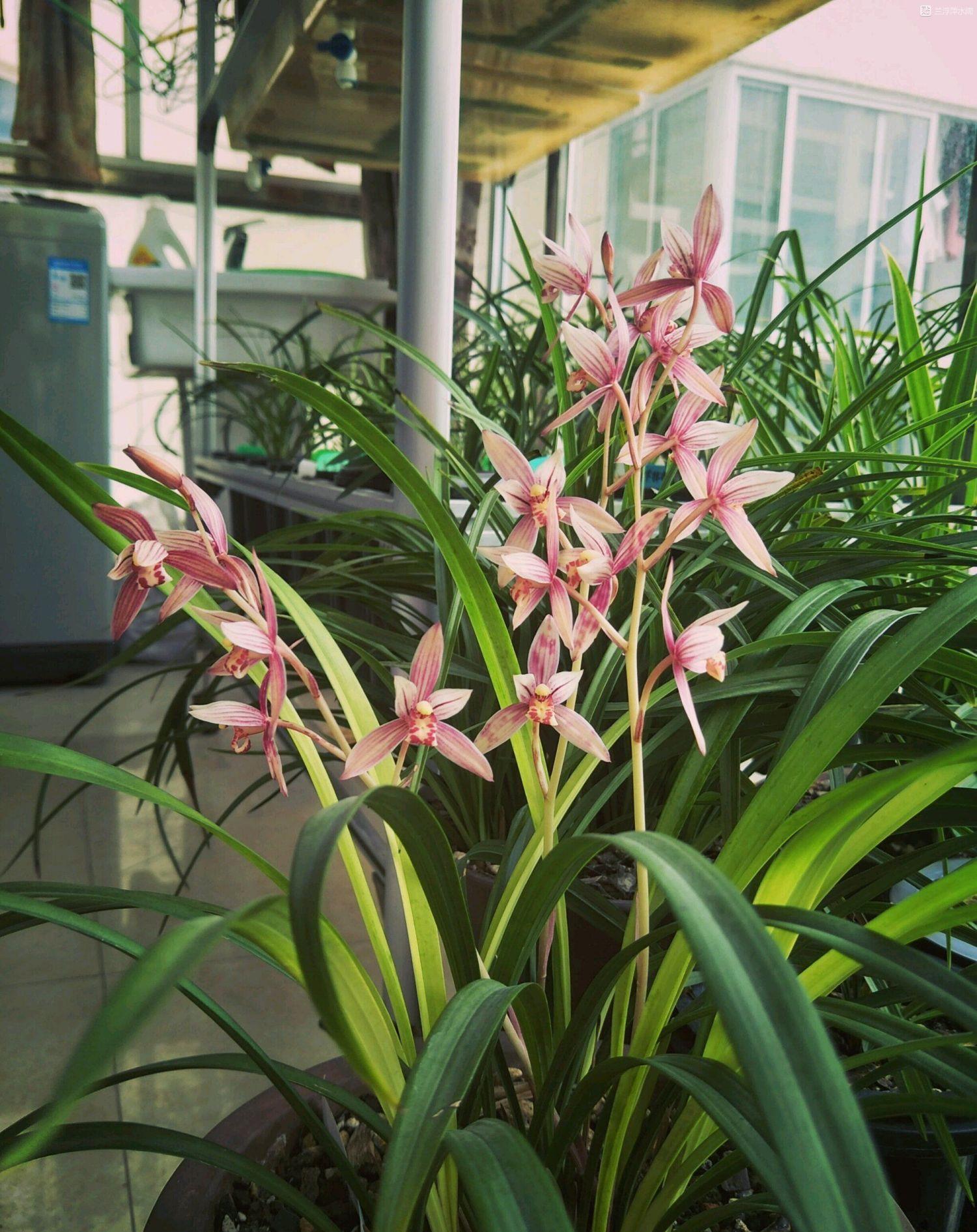 中国名品兰花,养护简单,一年多次开花,香气飘满屋,适合新手养