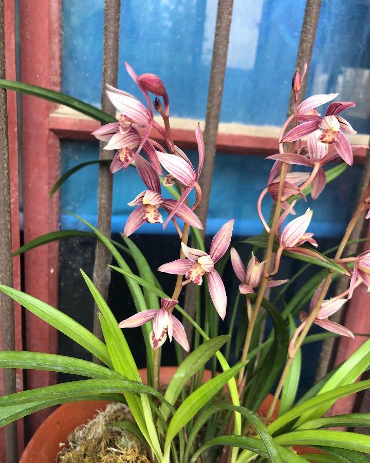 中国名品兰花,养护简单,一年多次开花,香气飘满屋,适合新手养