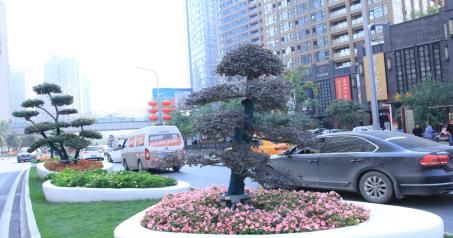 100万盆花卉扮靓高新区 打造最美城市街景