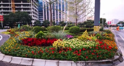 100万盆花卉扮靓高新区 打造最美城市街景