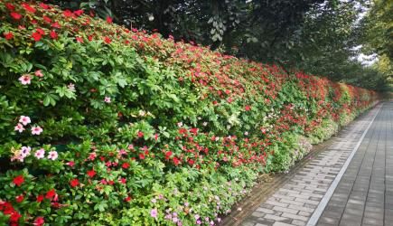 100万盆花卉扮靓高新区 打造最美城市街景