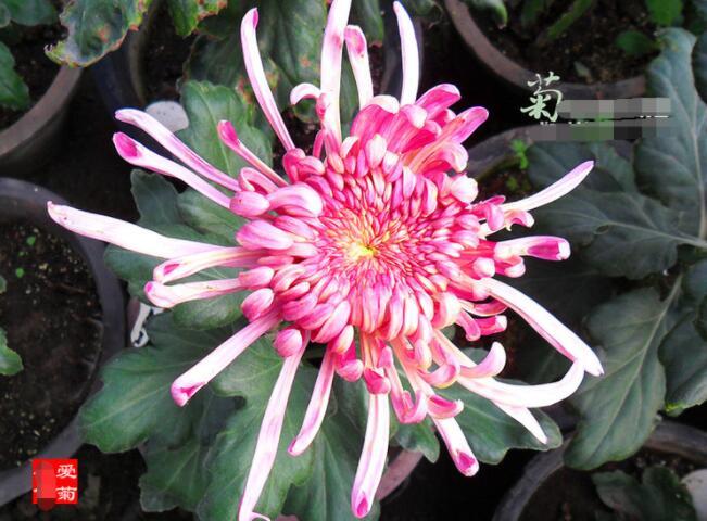 喜欢菊花,不如养盆“菊中珍品”,养护容易,清新之美