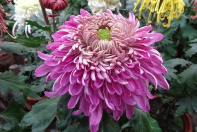 喜欢菊花,不如养盆“菊中珍品”,养护容易,清新之美