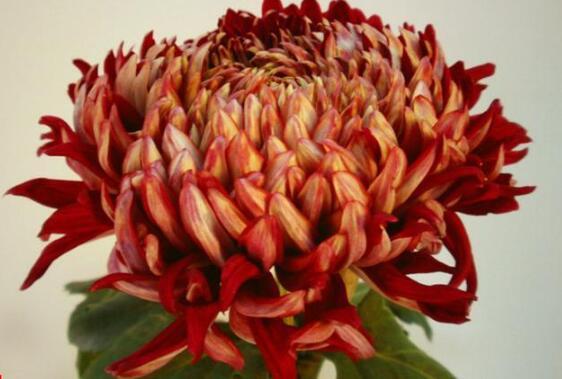 喜欢菊花,不如养盆“菊中珍品”,养护容易,清新之美