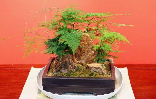 养眼舒心,书房这4种绿植最合适!养护简单,让你工作学习更有劲