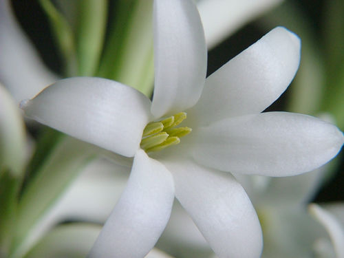 养花就养这种芳香花卉，芳香精油提取的原料，花色清新靓丽