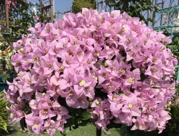 喜欢养花，就养盆“开花机器”梦幻苹果，花色梦幻唯美，易爆盆