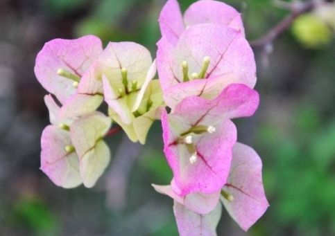 喜欢养花，就养盆“开花机器”梦幻苹果，花色梦幻唯美，易爆盆